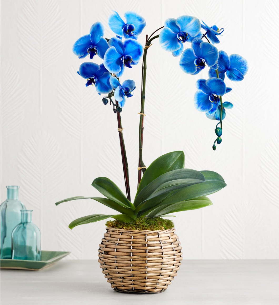 Hermosa orquídea azul Phalaenopsis