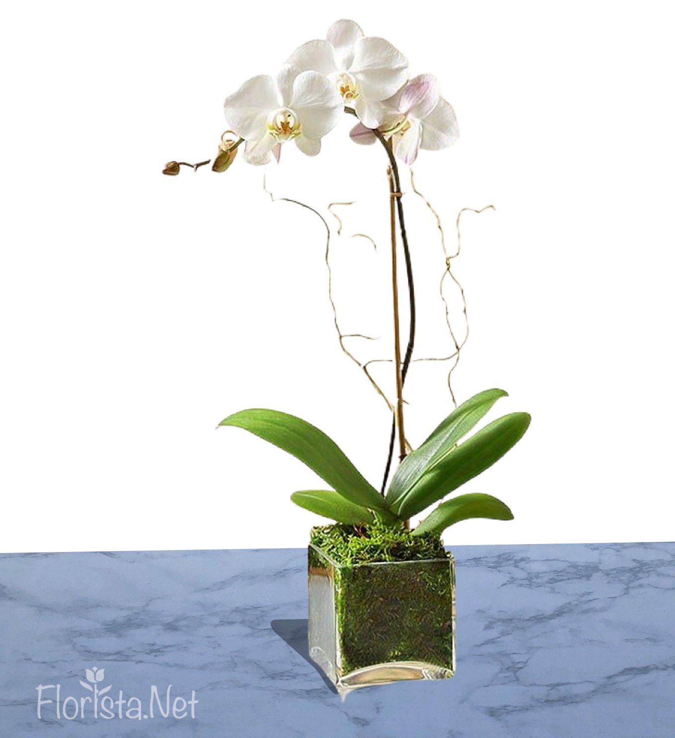 Planta de Orquidea