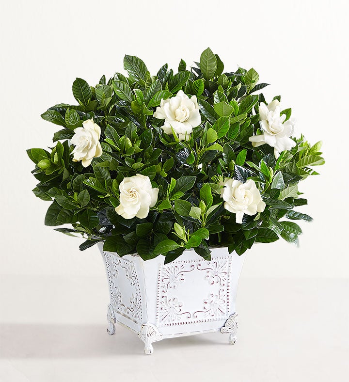 Planta Gardenia