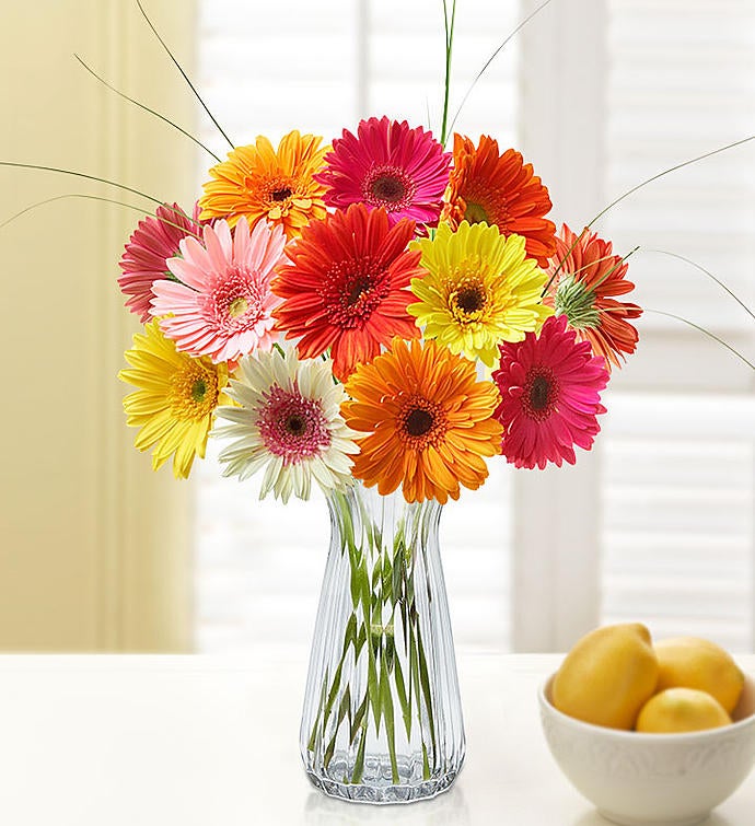 Happy Gerbera Daisies