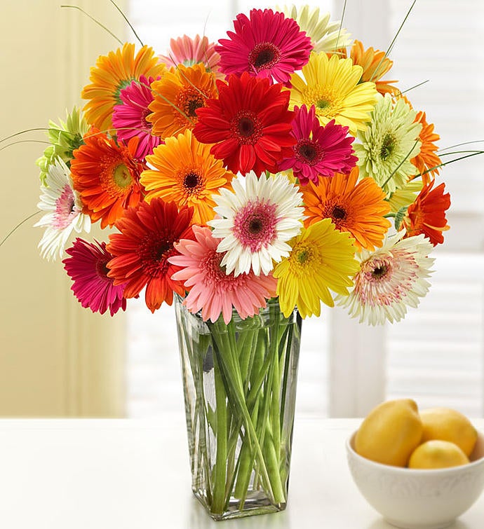 Happy Gerbera Daisies