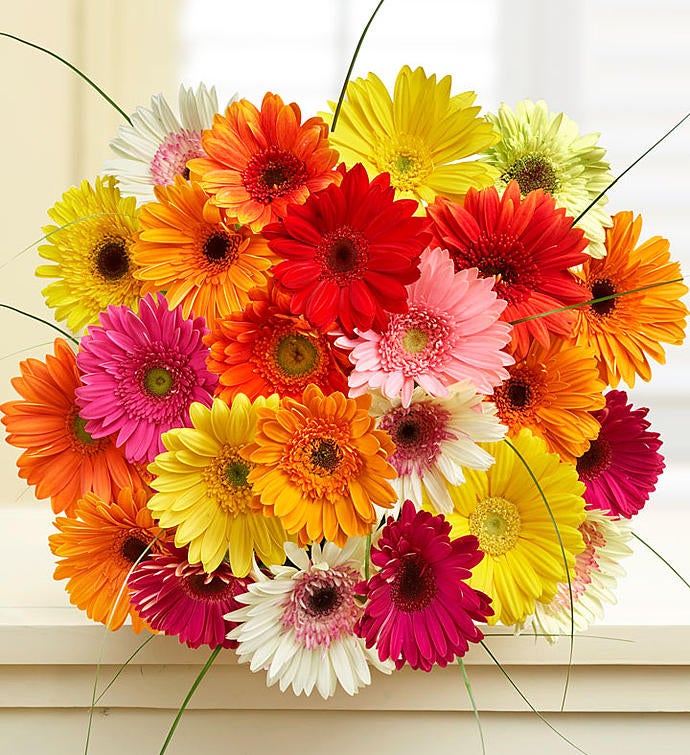 Happy Gerbera Daisies