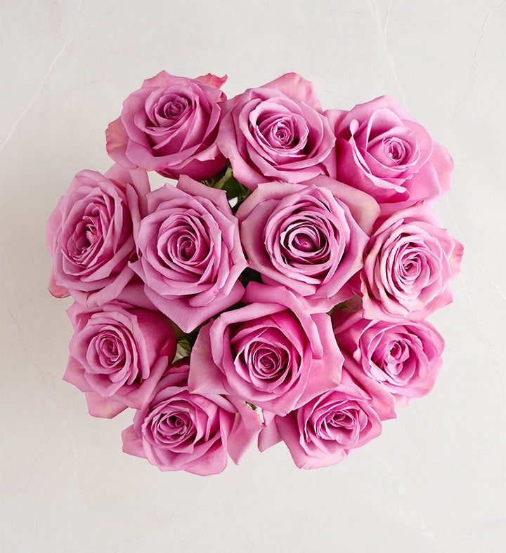 Rosas Pasion Purpura