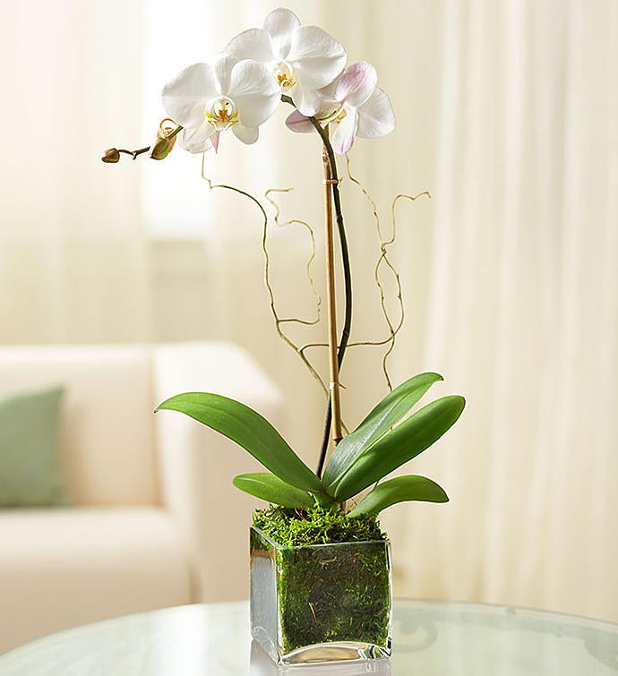 Planta de Orquidea Blanca